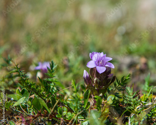 Gentianella germanica flowers photo