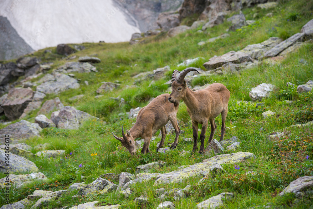 Caucasian mountain goats Caucasian mountain goats