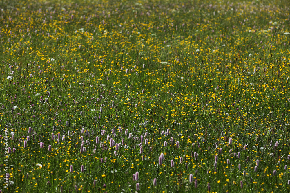 Fototapeta premium Bunte Blumenwiese im Allgäu in den Bergen