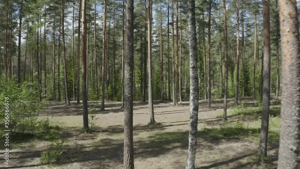 Drone view of flying back between the trees in forest. Drone view of flying back between the trees in forest.