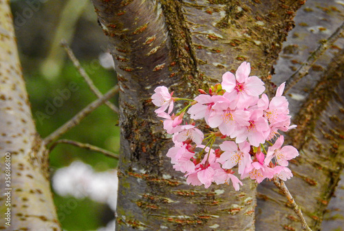 桜の花はどんな狭い場所でも見事に咲いて見せます。