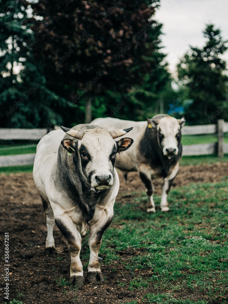 breed of Argentine bull reared for meat breed of Argentine bull reared for meat