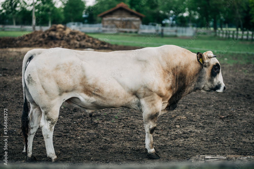 breed of Argentine bull reared for meat breed of Argentine bull reared for meat