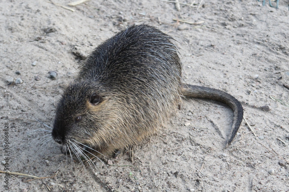 Fotografie Close up of a single beaver