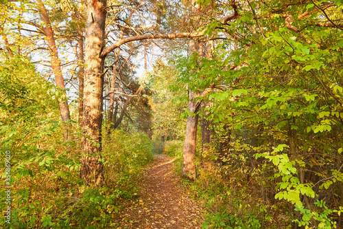 Small old pathway in a forest or park at autumn or summer day