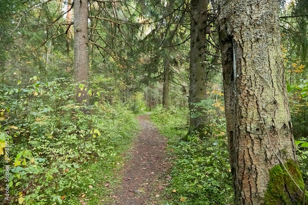 Small old pathway in a forest or park at autumn or summer day Small old pathway in a forest or park at autumn or summer day