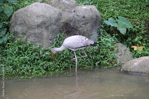 Photography Cigogne du jardin zoologique de Kuala Lumpur, Malaisie