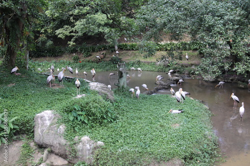 Photography Cigognes du jardin zoologique de Kuala Lumpur, Malaisie