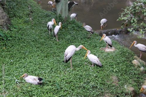Photography Cigognes du jardin zoologique de Kuala Lumpur, Malaisie