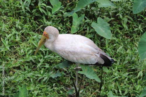 Canvas Print Cigogne du jardin zoologique de Kuala Lumpur, Malaisie