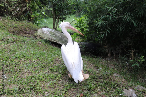 Photography Pélican du jardin zoologique de Kuala Lumpur, Malaisie