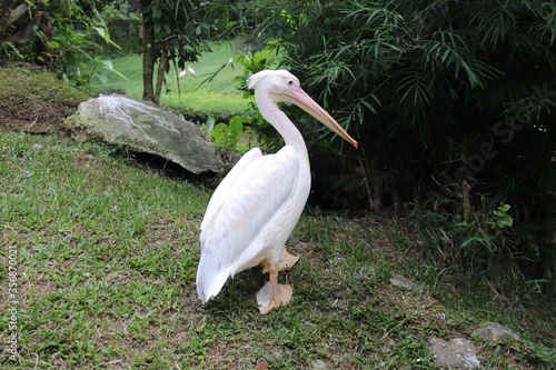 Photography Pélican du jardin zoologique de Kuala Lumpur, Malaisie
