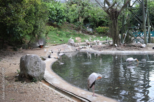 Photography Cigognes du jardin zoologique de Kuala Lumpur, Malaisie