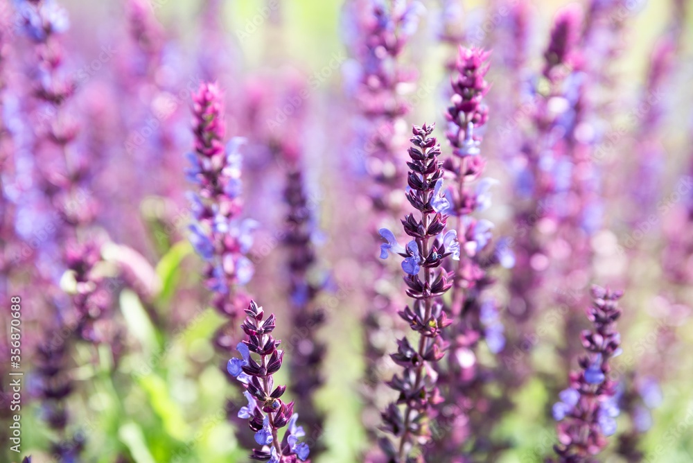 Obraz premium lavender field in provence