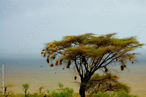 Weaver Bird Nests - Tanzania