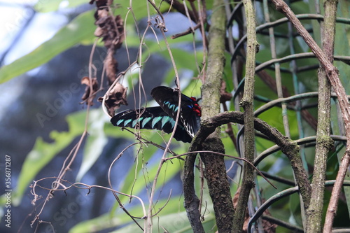 Canvas Print Papillon, parc à papillons à Kuala Lumpur, Malaisie