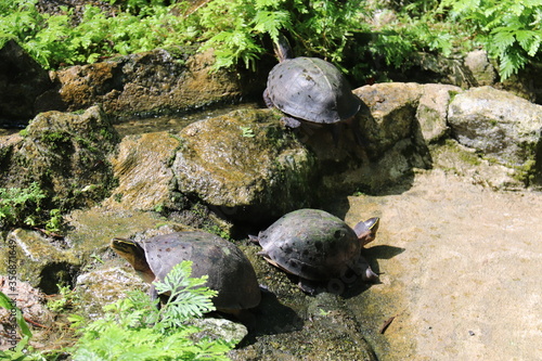 Photography Tortues, jardin zoologique à Kuala Lumpur, Malaisie