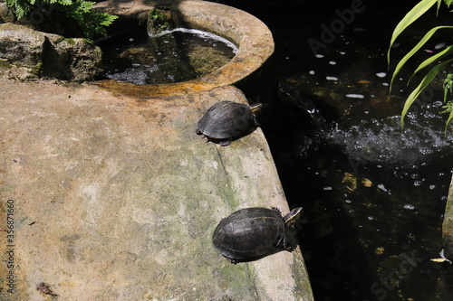 Photography Tortues, jardin zoologique à Kuala Lumpur, Malaisie