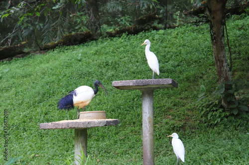 Photography Hérons du jardin zoologique de Kuala Lumpur, Malaisie
