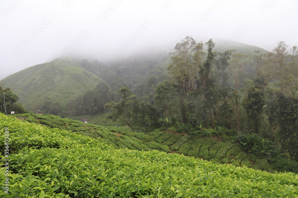 Plantation de thé à Cameron Highlands, Malaisie