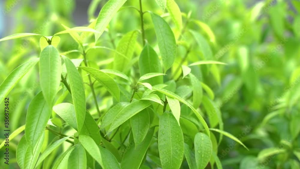 Bright green tree background, Slow Motion. Bright green tree background, Slow Motion.
