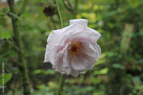 Rose, jardin botanique à Cameron Highlands, Malaisie