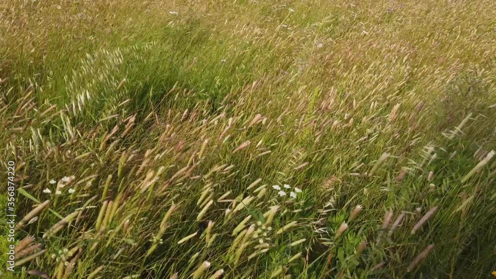 Natural meadow grass slowly swayed by wind blow Natural meadow grass slowly swayed by wind blow