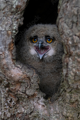 Closeup of a beautiful Juvenile European Eagle Owl (Bubo bubo)Burrowing owl (Athene cunicularia) in a hollow tree. 