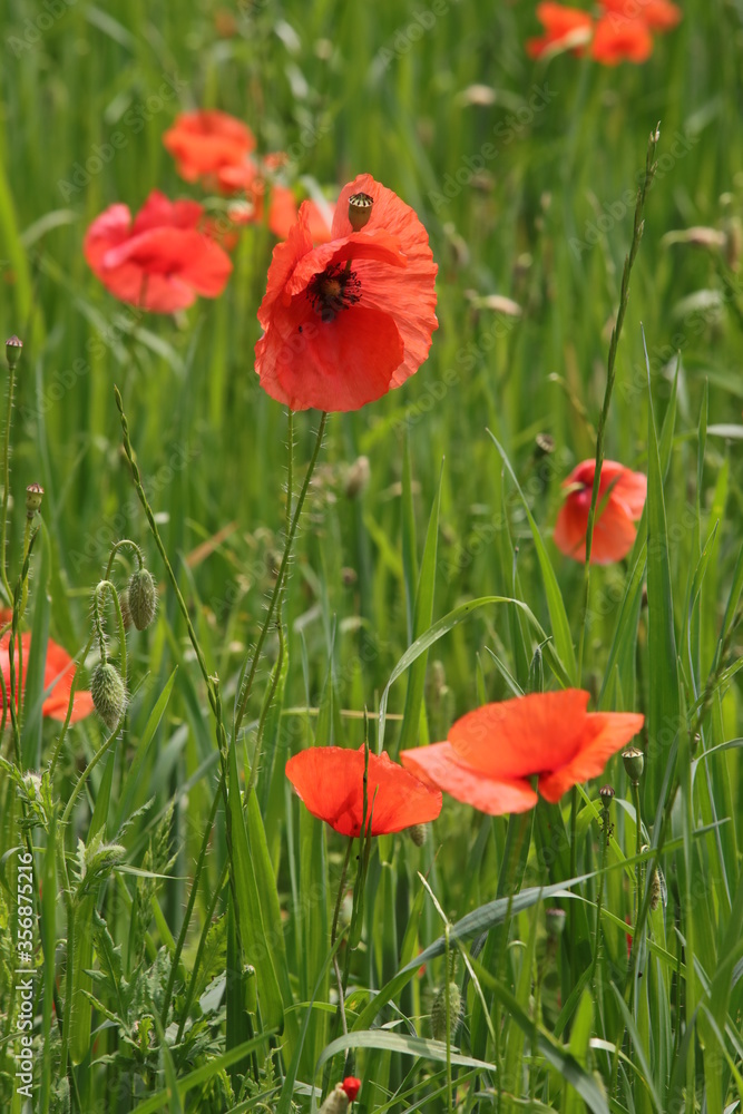 Obraz premium papaveri