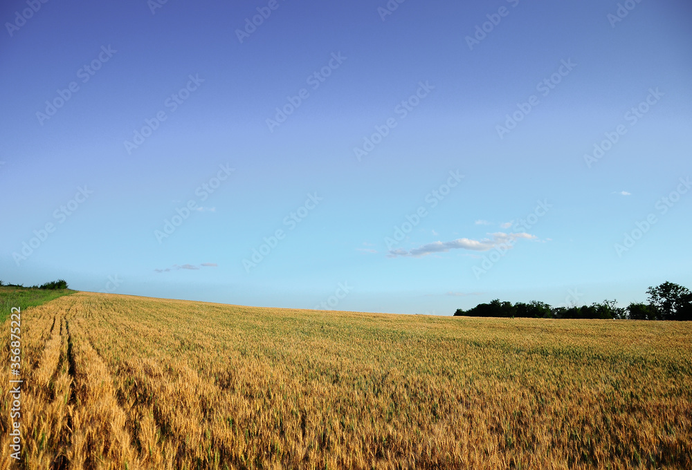 Farmland with wheat crop, trees and blue sky at background