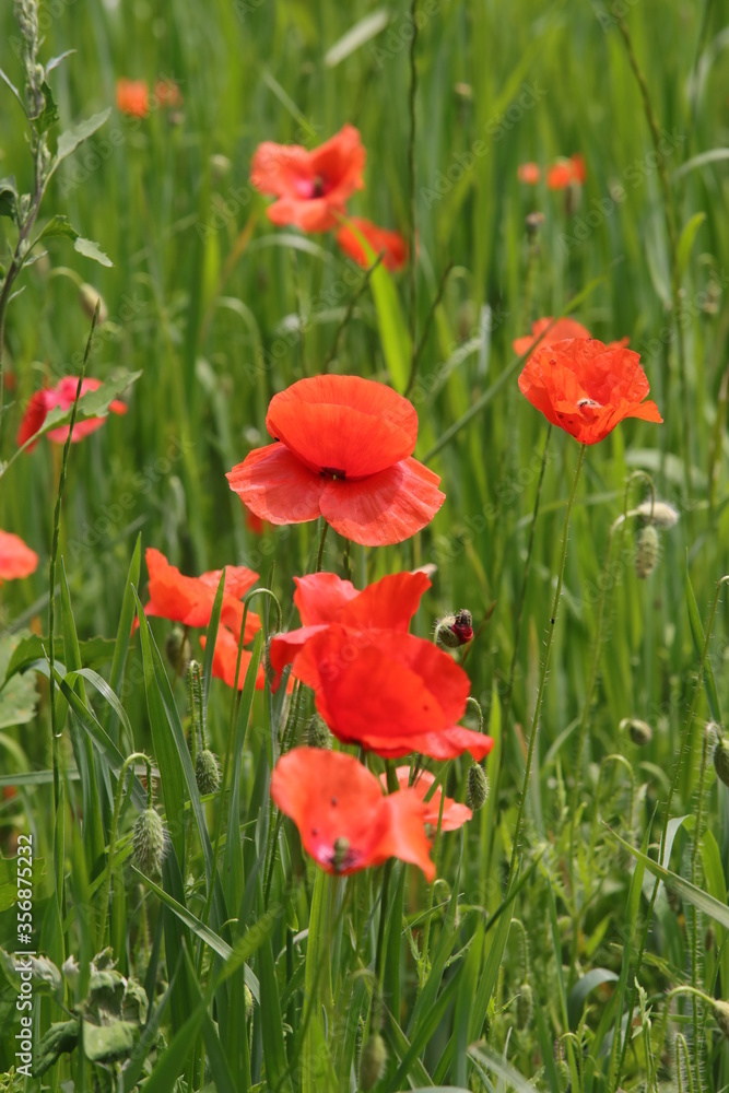 Obraz premium papaveri