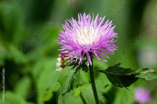 Summer flower in the field in early June.