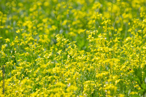 Yellow flowers of the rapeseed field.