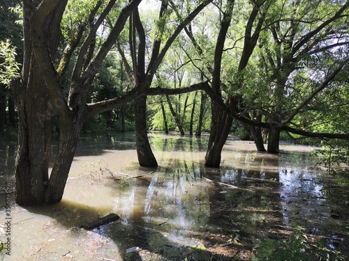 Trees in the forest stand in the water.