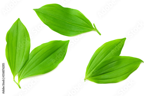 Turmeric leaves isolated on white background