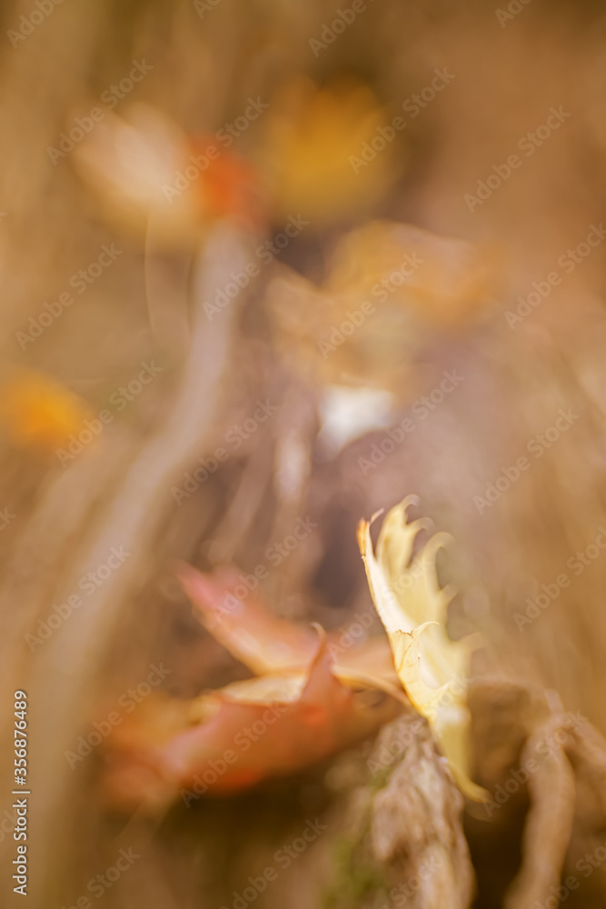 autumn leaves abstract, very shallow depth of field autumn leaves abstract, very shallow depth of field