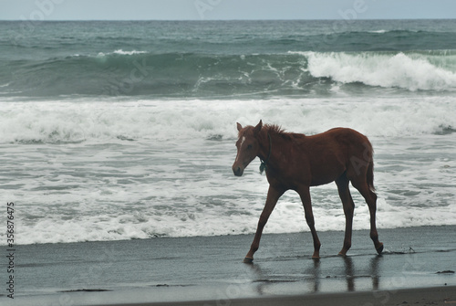A horse walks on the sandy beach with ocean on the background.