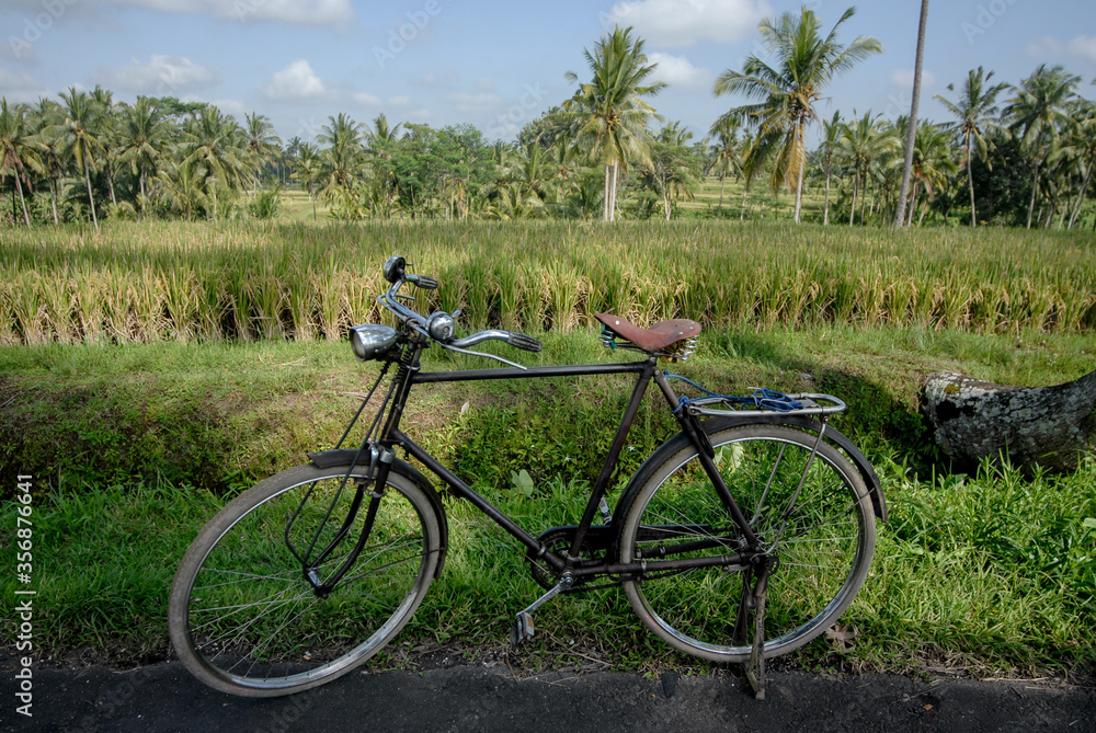 Old vintage bicycle standing on the side of rice paddy field.