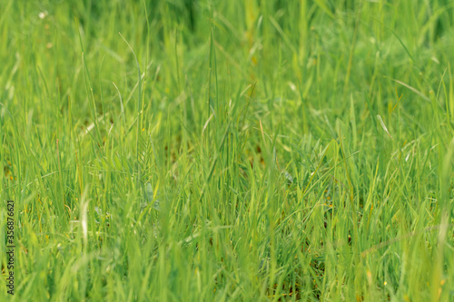 green grass texture. background of green grass with selective focus. © Елена Гурова