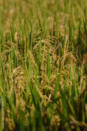 Ready to be harvested rice plant of the paddy field.