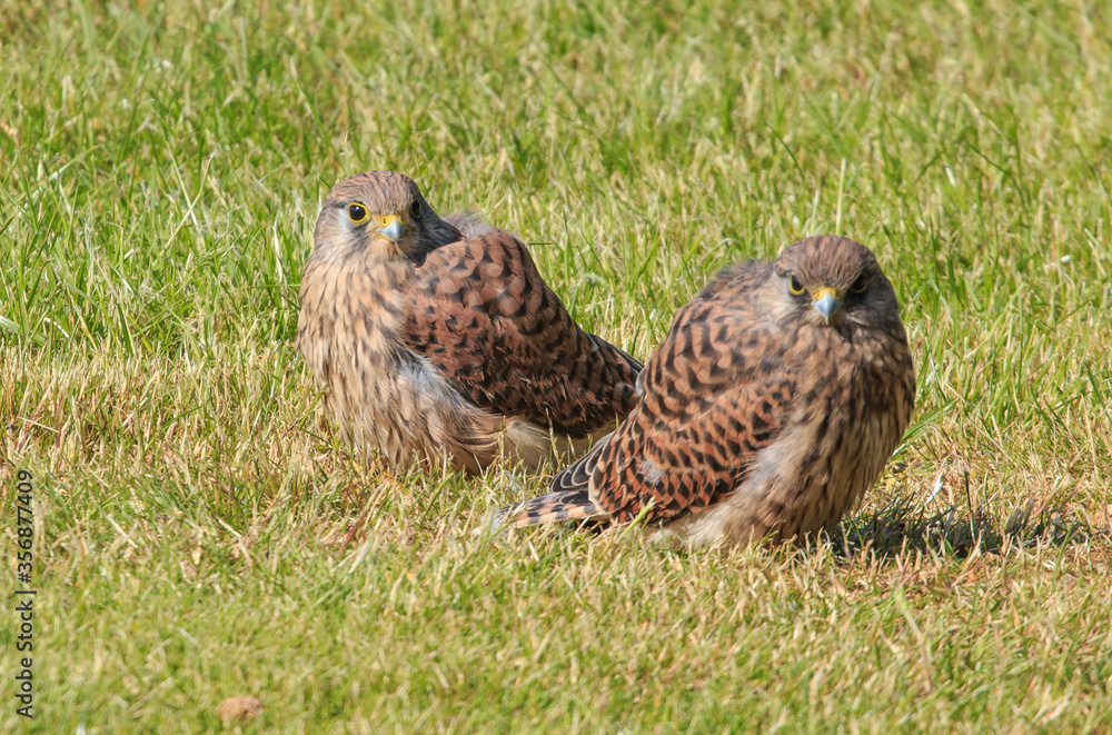 Fototapeta premium to young kestrels sitting in the grass