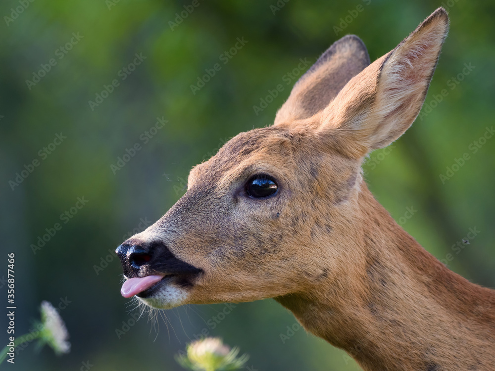 Fototapeta premium portrait of a young deer,green background