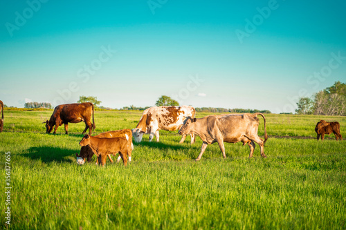 A herd of cows grazes in the meadow. Green Forest. Agriculture