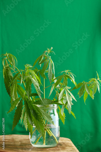 Fototapeta Naklejka Na Ścianę i Meble -  Cannabis Leaves on green background with copy space - Medical Legal Marijuana. Hemp Growing Concept