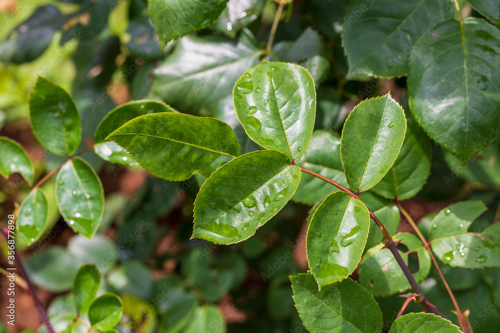 fresh wet leaf macro isolated on green garden background fresh wet leaf macro isolated on green garden background