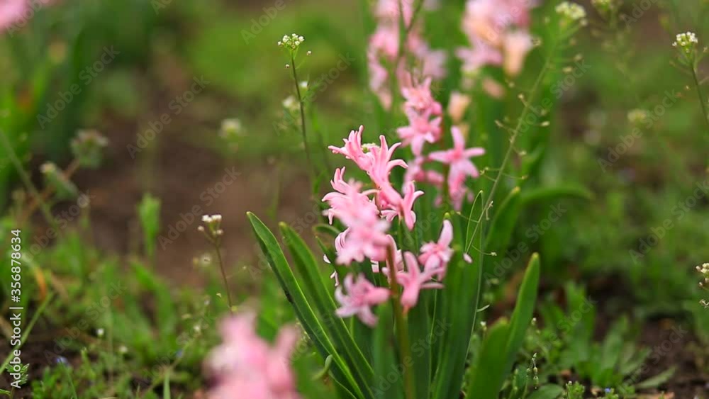Field of beautiful fresh blooming delicate pink hyacinths in early spring in the park. Field of beautiful fresh blooming delicate pink hyacinths in early spring in the park.