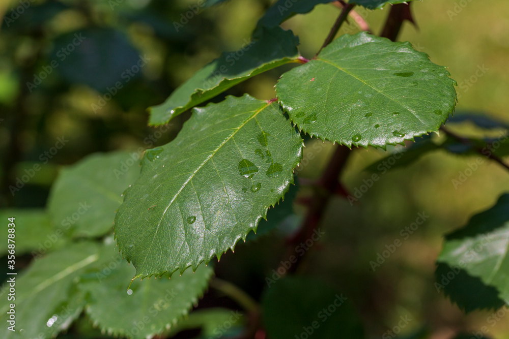 fresh wet leaf macro isolated on green garden background fresh wet leaf macro isolated on green garden background
