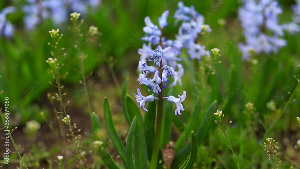 Field of beautiful fresh blooming delicate blue hyacinths in early spring in the park. Field of beautiful fresh blooming delicate blue hyacinths in early spring in the park.