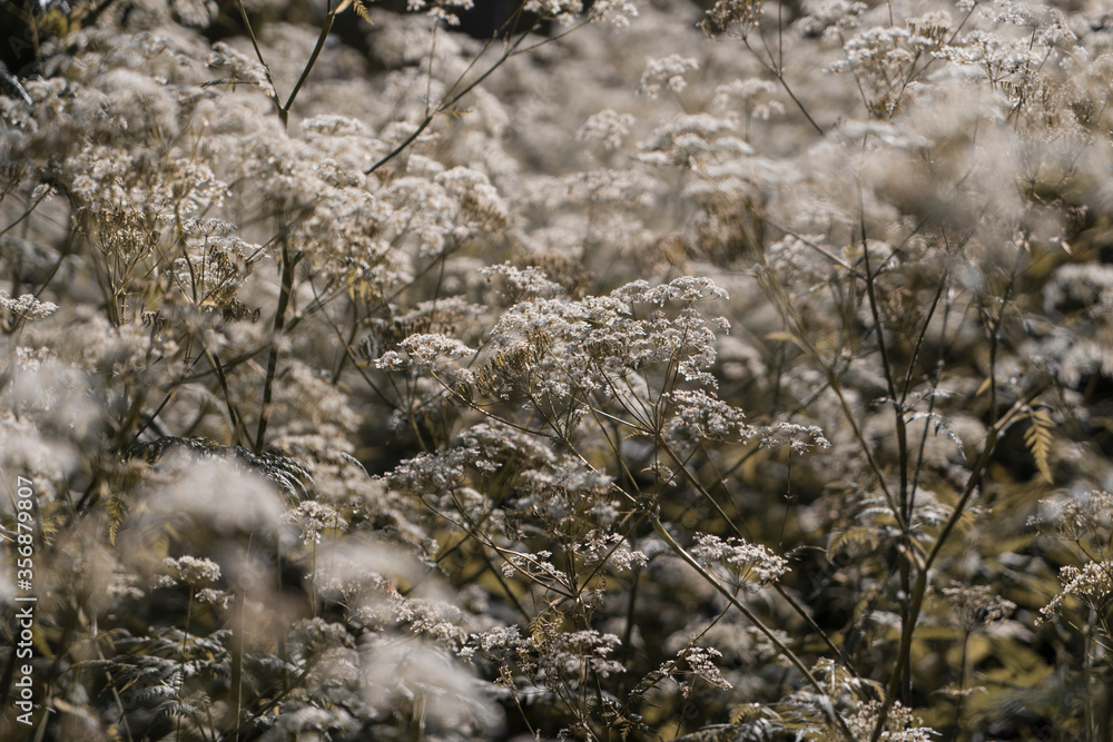 White Yarrow in the Park
