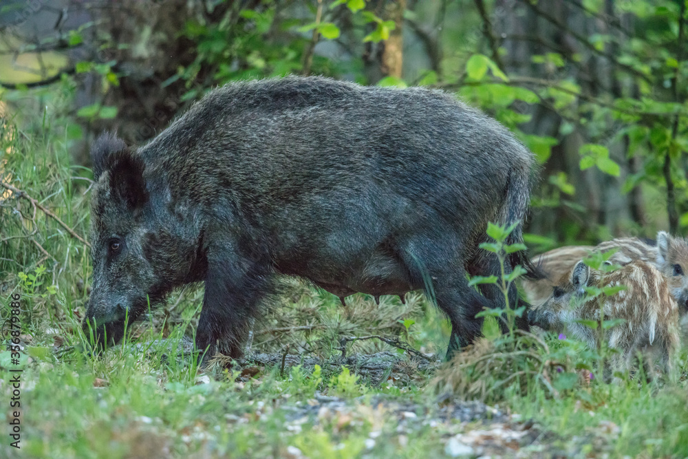schwarzwild schwarzwild